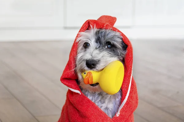 Cão Bonito Com Toalha Vermelha Pato Borracha Amarelo Pronto Para — Fotografia de Stock