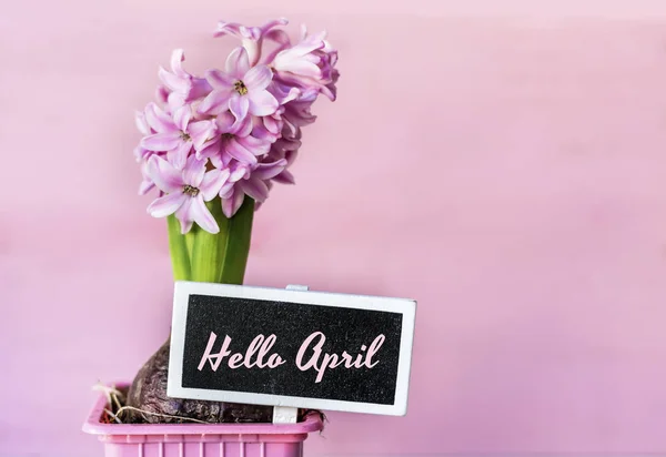 Roze Hyacinten Bloem Met Hello April Tekst — Stockfoto