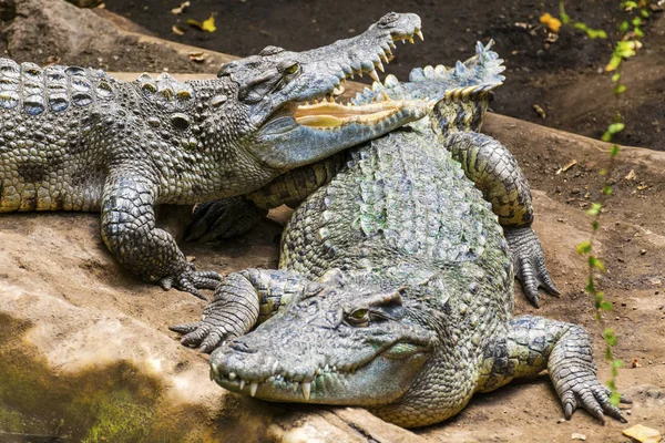 Крокодилы Зоопарке — стоковое фото