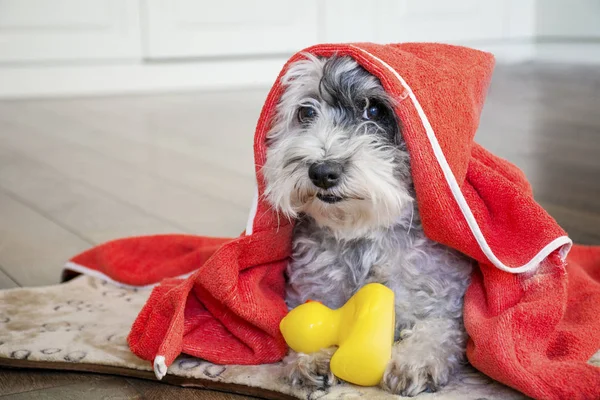 Cão Bonito Com Toalha Vermelha Pato Borracha Amarelo Pronto Para — Fotografia de Stock