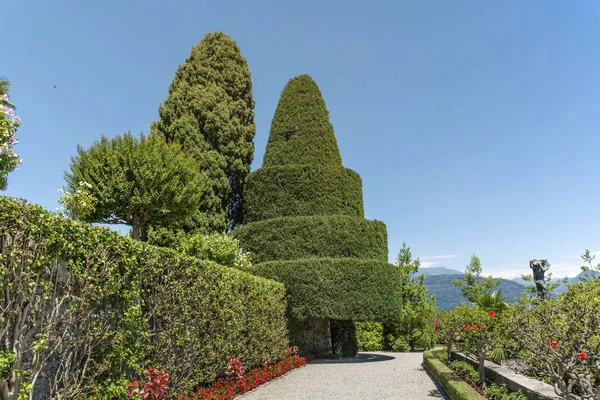 Isola Bella Lago Maggiore Italy June 2018 Ornamental Pine Tree — стоковое фото