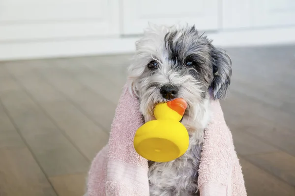 Cute Dog Towel Yellow Rubber Duck Ready Bath — Stock Photo, Image