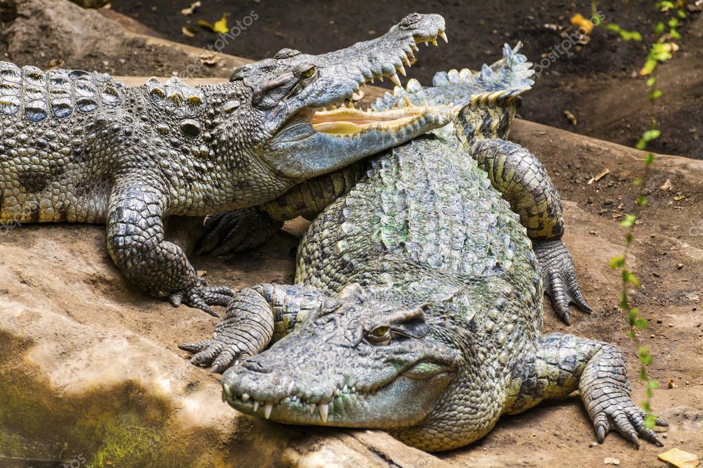 crocodiles #hashtag