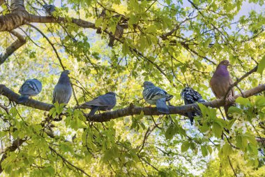 Ağaç dalı bahçesinde satırındaki güvercinler