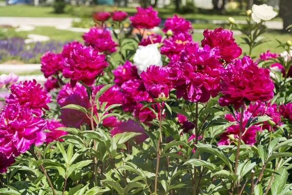 Beautiful Pink Flowers Garden Thailand — 스톡 사진