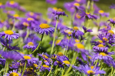 Bir bahçe güzel çiçek mor Margarita çiçeklenir