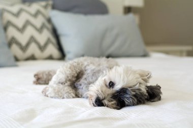 Beyaz Havan Köpeği İnsan Yatağında Rahatlıyor