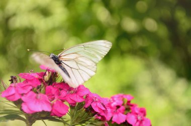 Kelebek ve çiçek Makro ateş