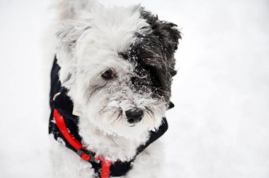 bir kar arka plan üzerinde kış ceket küçük beyaz kaniş köpek 