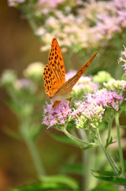 Kelebek ve çiçek Makro ateş
