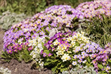 güzel campanula'lar çiçekler bahar bahçe