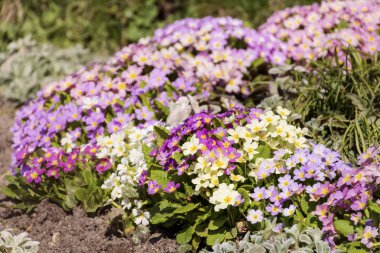 beautiful primroses flowers in a spring garden clipart