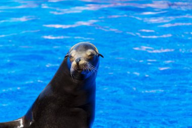 Sea Lion  in a Blue Water clipart