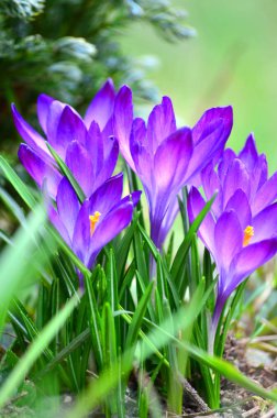 Sevimli çiçek blossom doğa arka plan üzerinde