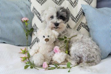 Rose peluş oyuncak bir insan yatağa sarılma ağız ile şirin köpek 