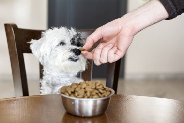 mutfak masasının üstünde yiyecek dolu kase ile sevimli küçük beyaz köpek. Aç köpek
