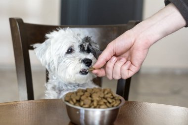 mutfak masasının üstünde yiyecek dolu kase ile sevimli küçük beyaz köpek. Aç köpek
