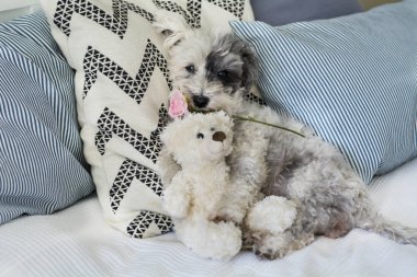 Rose peluş oyuncak bir insan yatağa sarılma ağız ile şirin köpek 