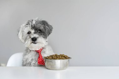 masada yemek yeme kırmızı kravat ile beyaz kaniş köpek