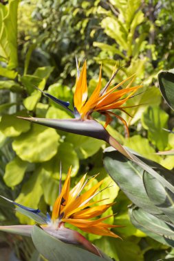 Cennet kuşu, egzotik STERLİÇYA bir Botanik Bahçesi