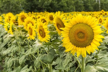 Gökyüzü bulutlu karşı ayçiçeği alan