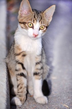 güzel bebek kedi portresi