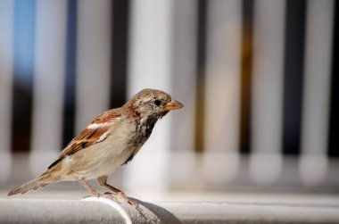 Aç bir güzel serçe yiyecek arayan 