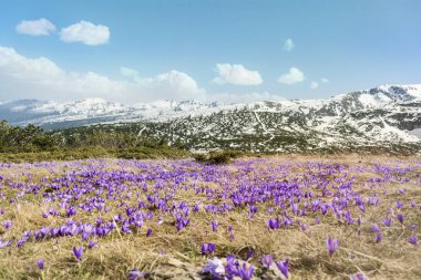 Bahar, çiğdemler dağlardaki ağaçları. Rila Dağı, Bulgaristan