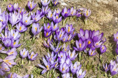 Mor çiğdemler doğada. Bahar çiçekleri 
