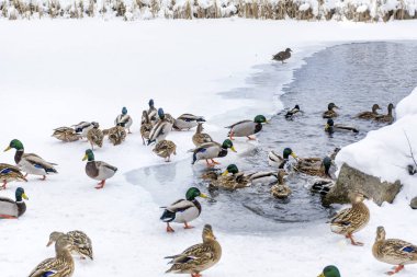 donmuş bir gölün üzerinde yeşilbaş ördekler 
