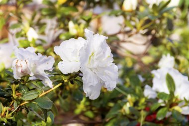 Botanik bahçesinde çiçek beyaz azaleas Bush