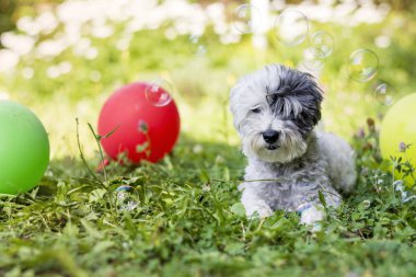 beyaz küçük havanese köpek park balonlar ile onun Doğum günü partisi kutluyor