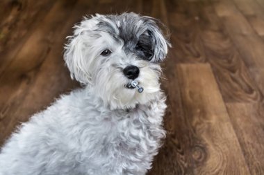 Kameraya bakan sevimli köpek portresi