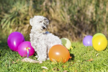 Beyaz küçük köpek parkta doğum gününü balonlarla kutluyor.