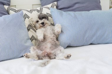 Beyaz Havan Köpeği İnsan Yatağında Rahatlıyor