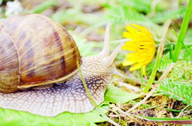 Closeup af ormandaki bir salyangoz