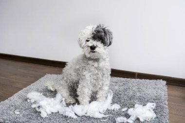 ağızda peluş oyuncak kaniş köpekle ortalığı dairede