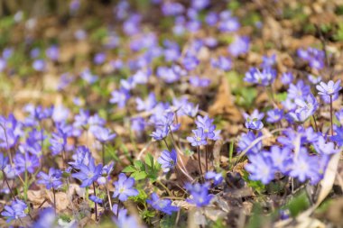 Taze çiçeklerin yakından görünümü