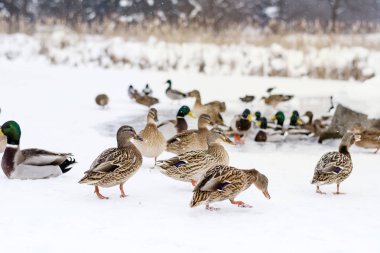göl donmuş bir kışın ekmek yemek aç ördekler