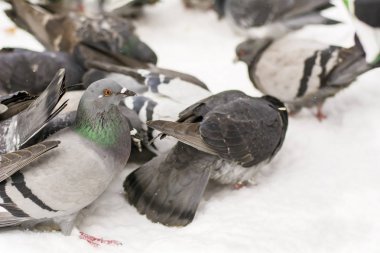 Kar üzerinde yemek güvercinler yakın çekim