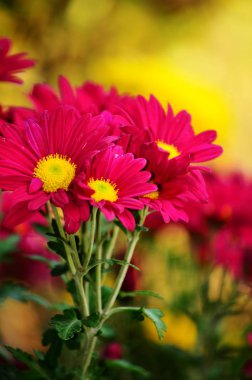 Sevimli çiçek blossom doğa arka plan üzerinde