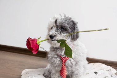 aşık köpek ile Sevgililer günü ağzına kırmızı gül