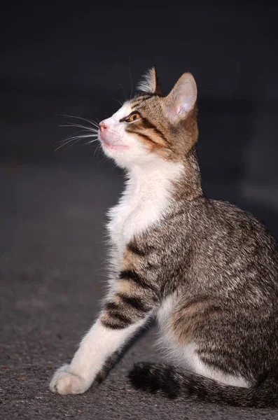 Güzel Bebek Kedi Portresi — Stok fotoğraf