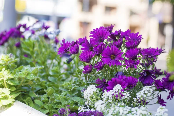 Fiori Bianchi Viola Sfondo Sfocato — Foto Stock