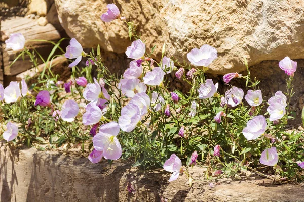 鲜花特写图片 — 图库照片