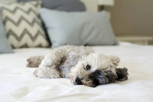 Niedlicher Weißer Havaneser Hund Entspannt Auf Einem Menschlichen Bett — Stockfoto