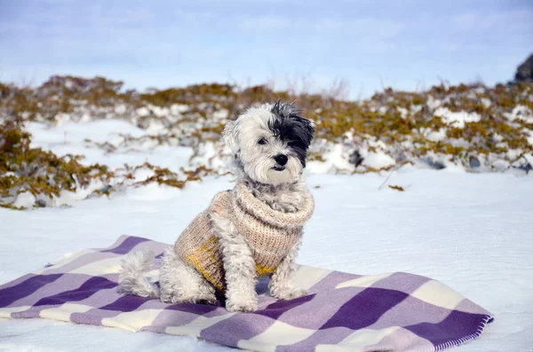Dog in woolen sweater in snowy field