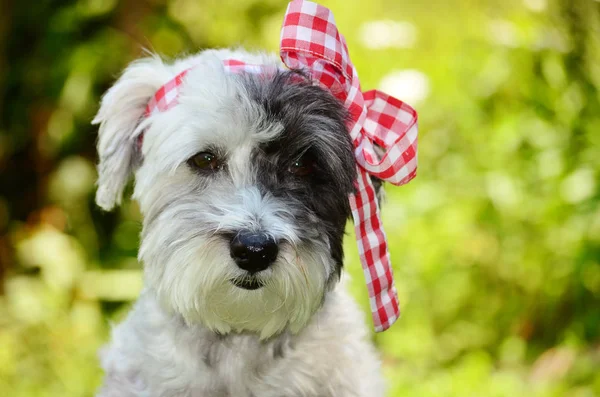 Dog with head wrapped by bow