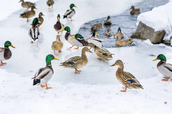 Πάπιες Mallard Μια Παγωμένη Λίμνη — Φωτογραφία Αρχείου