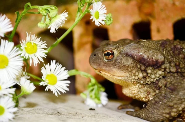 Βάτραχος Που Μυρίζει Λευκά Λουλούδια — Φωτογραφία Αρχείου